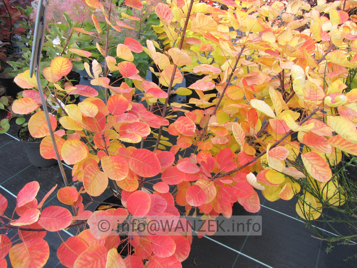 Cotinus coggygria Ancot (Golden Spirit) - Herbstfaerbung1.JPG